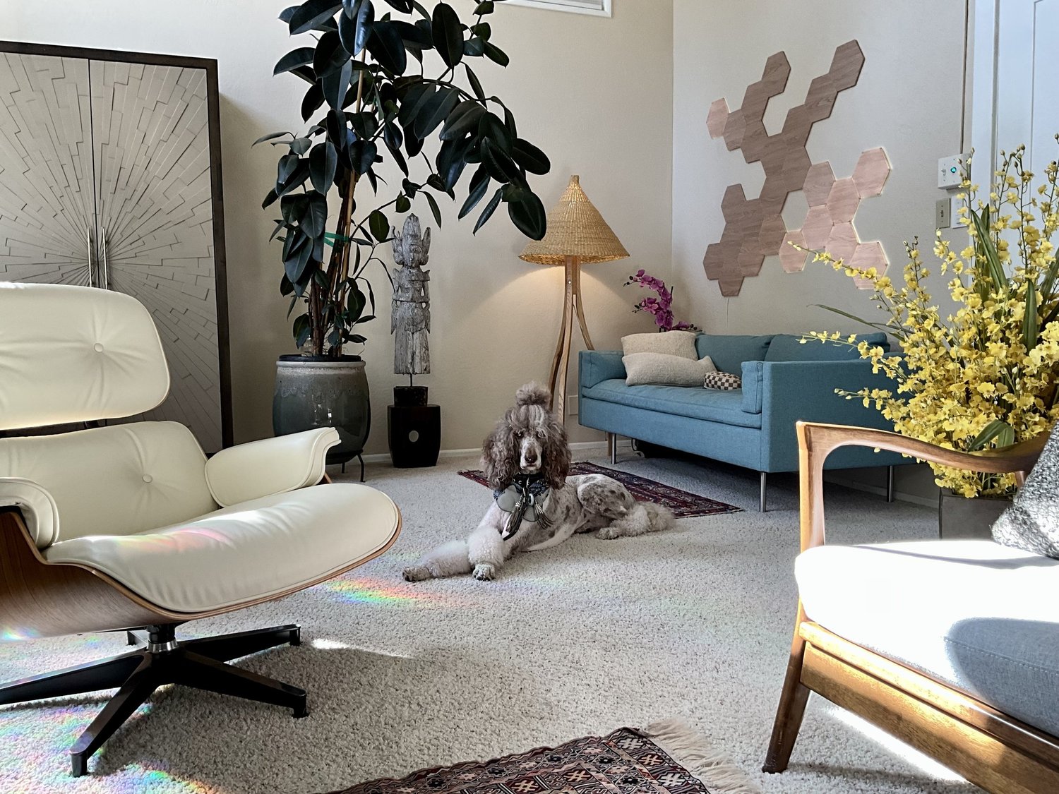 The office: Sophie lying on the carpet between an Eames lounge chair and a blue sofa